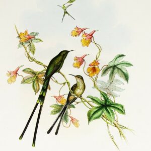 John Gould Family of Hummingbirds or Trochilidae. Volume 3 Complete set