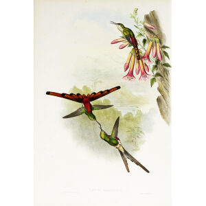 John Gould Family of Hummingbirds or Trochilidae. Volume 3 Complete set
