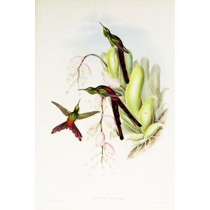 John Gould Family of Hummingbirds or Trochilidae. Volume 3 Complete set