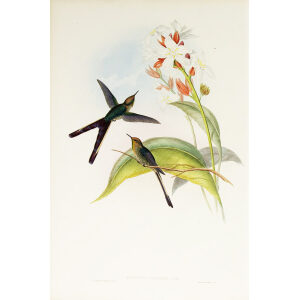 John Gould Family of Hummingbirds or Trochilidae. Volume 3 Complete set