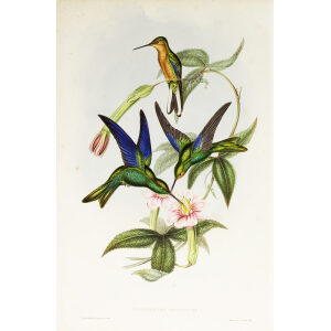 John Gould Family of Hummingbirds or Trochilidae. Volume 3 Complete set