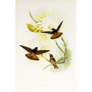 John Gould Family of Hummingbirds or Trochilidae. Volume 3 Complete set
