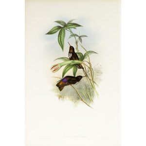 John Gould Family of Hummingbirds or Trochilidae. Volume 3 Complete set