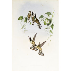 John Gould Family of Hummingbirds or Trochilidae. Volume 3 Complete set