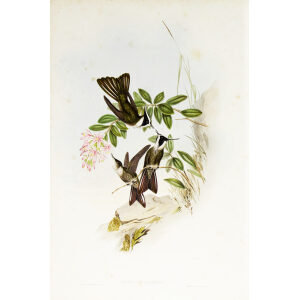 John Gould Family of Hummingbirds or Trochilidae. Volume 3 Complete set