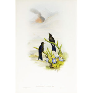 John Gould Family of Hummingbirds or Trochilidae. Volume 3 Complete set