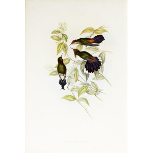 John Gould Family of Hummingbirds or Trochilidae. Volume 3 Complete set