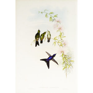 John Gould Family of Hummingbirds or Trochilidae. Volume 3 Complete set