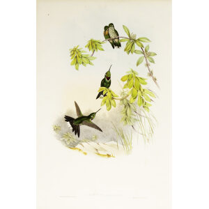 John Gould Family of Hummingbirds or Trochilidae. Volume 3 Complete set