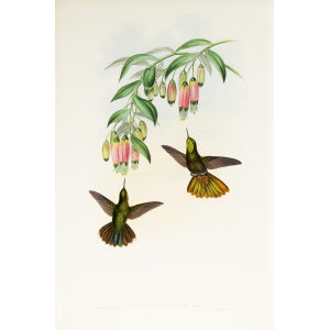 John Gould Family of Hummingbirds or Trochilidae. Volume 3 Complete set