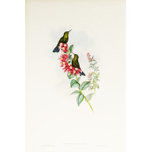 John Gould Family of Hummingbirds or Trochilidae. Volume 3 Complete set