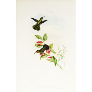 John Gould Family of Hummingbirds or Trochilidae. Volume 3 Complete set