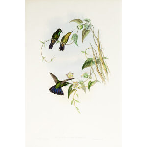 John Gould Family of Hummingbirds or Trochilidae. Volume 3 Complete set