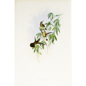 John Gould Family of Hummingbirds or Trochilidae. Volume 3 Complete set