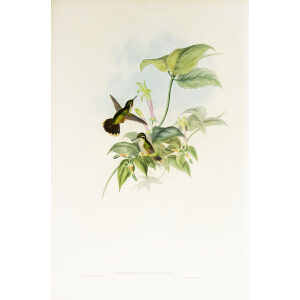 John Gould Family of Hummingbirds or Trochilidae. Volume 3 Complete set
