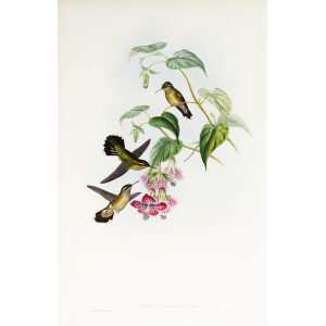 John Gould Family of Hummingbirds or Trochilidae. Volume 3 Complete set