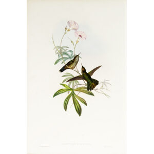 Prunelle's Coeligene John Gould Family of Hummingbirds or Trochilidae. Volume 3 Complete set
