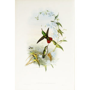 John Gould Family of Hummingbirds or Trochilidae. Volume 3 Complete set