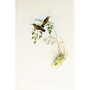 John Gould Family of Hummingbirds or Trochilidae. Volume 3 Complete set