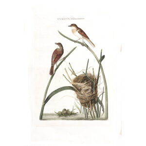 Rietvink by Cornelius Nozeman. Nederlandsche Vogelen or Dutch Birds Volume 2. Facsimile giclee print. Heritage Prints