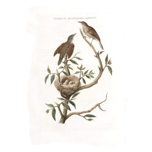 Karrekietje by Cornelius Nozeman. Nederlandsche Vogelen or Dutch Birds Volume 2. Facsimile giclee print. Heritage Prints