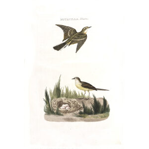 Gele Kwikstaart by Cornelius Nozeman. Nederlandsche Vogelen or Dutch Birds Volume 2. Facsimile giclee print. Heritage Prints