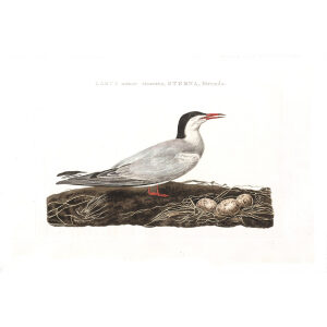 Zeezwaluw (fem) by Cornelius Nozeman. Nederlandsche Vogelen or Dutch Birds Volume 2. Facsimile giclee print. Heritage Prints