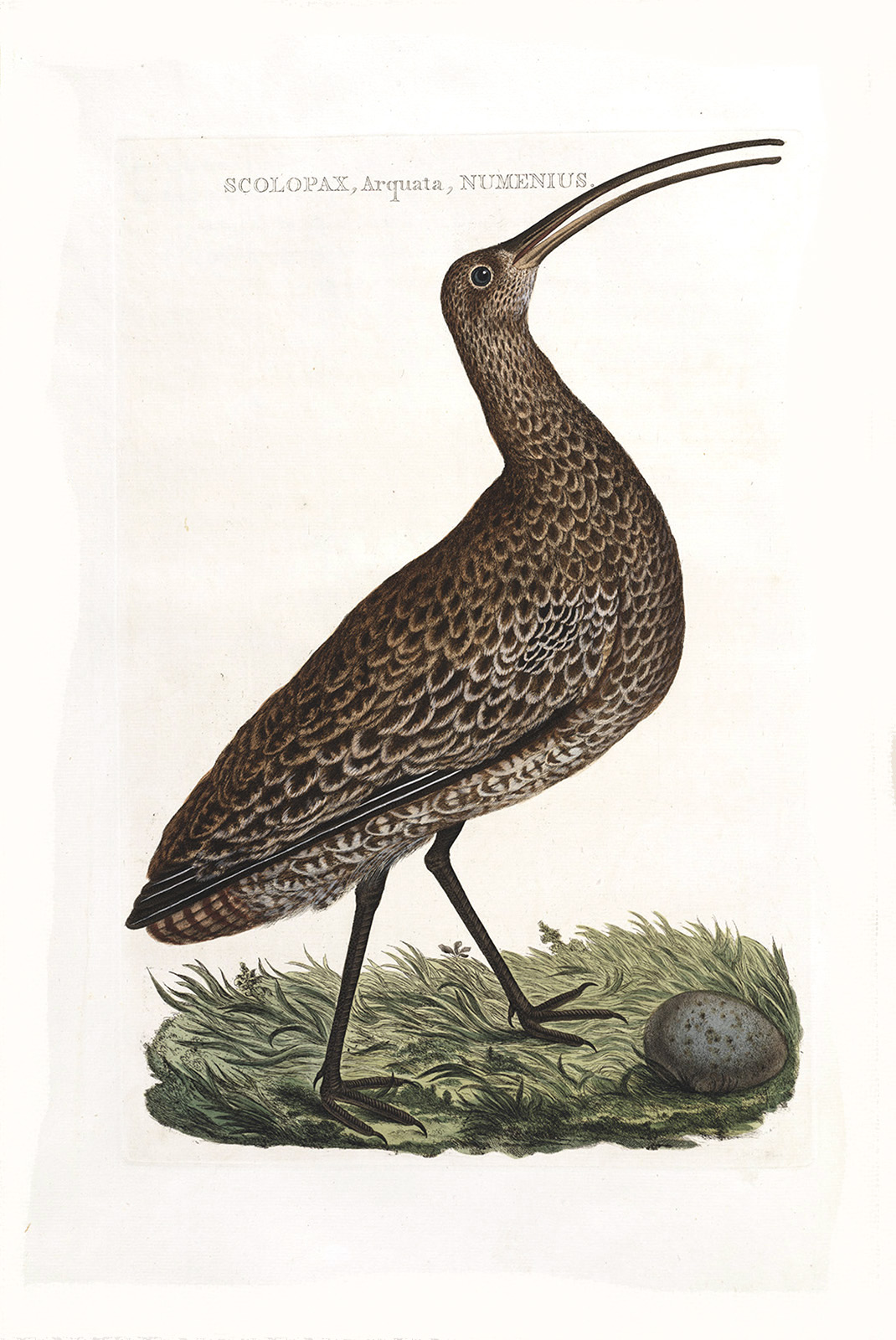 Wulp by Cornelius Nozeman. Nederlandsche Vogelen or Dutch Birds Volume 2. Facsimile giclee print. Heritage Prints