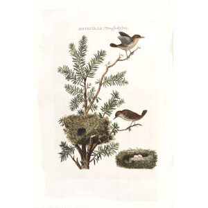 Winterkoning by Cornelius Nozeman. Nederlandsche Vogelen or Dutch Birds Volume 2. Facsimile giclee print. Heritage Prints