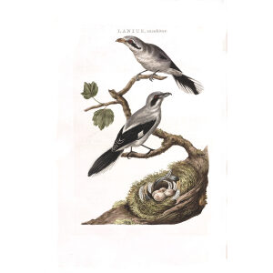 Blauwe Klauwier of Klapekster by Cornelius Nozeman. Nederlandsche Vogelen or Dutch Birds Volume 2. Facsimile giclee print. Heritage Prints