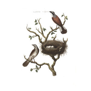 Grauwe Klauwier by Cornelius Nozeman. Nederlandsche Vogelen or Dutch Birds Volume 2. Facsimile giclee print. Heritage Prints