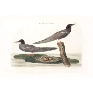 Zwarte Ikstern by Cornelius Nozeman. Nederlandsche Vogelen or Dutch Birds Volume 2. Facsimile giclee print. Heritage Prints