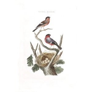 Goudvink by Cornelius Nozeman. Nederlandsche Vogelen or Dutch Birds Volume 2. Facsimile giclee print. Heritage Prints