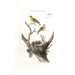 Sijs by Cornelius Nozeman. Nederlandsche Vogelen or Dutch Birds Volume 2. Facsimile giclee print. Heritage Prints