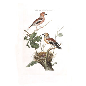 Appelvink by Cornelius Nozeman. Nederlandsche Vogelen or Dutch Birds Volume 2. Facsimile giclee print. Heritage Prints