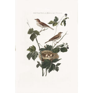 Brummeldiefje by Cornelius Nozeman. Nederlandsche Vogelen or Dutch Birds Volume 2. Facsimile giclee print. Heritage Prints
