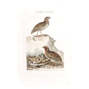Kwartel by Cornelius Nozeman. Nederlandsche Vogelen or Dutch Birds Volume 2. Facsimile giclee print. Heritage Prints