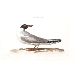 Kokmeeuw (mas) by Cornelius Nozeman. Nederlandsche Vogelen or Dutch Birds Volume 2. Facsimile giclee print. Heritage Prints