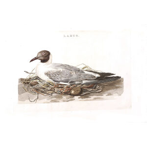 Kokmeeuw (fem) on nest by Cornelius Nozeman. Nederlandsche Vogelen or Dutch Birds Volume 2. Facsimile giclee print. Heritage Prints