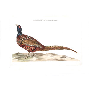 Fazant (mas) by Cornelius Nozeman. Nederlandsche Vogelen or Dutch Birds Volume 2. Facsimile giclee print. Heritage Prints