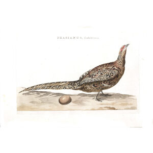 Fazant (fem) by Cornelius Nozeman. Nederlandsche Vogelen or Dutch Birds Volume 2. Facsimile giclee print. Heritage Prints