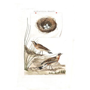Tapuit and nest by Cornelius Nozeman. Nederlandsche Vogelen or Dutch Birds Volume 2. Facsimile giclee print. Heritage Prints