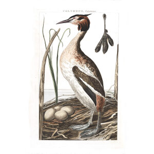 Fuut by Cornelius Nozeman. Nederlandsche Vogelen or Dutch Birds Volume 2. Facsimile giclee print. Heritage Prints