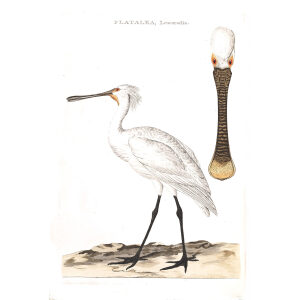 Lepelaar by Cornelius Nozeman. Nederlandsche Vogelen or Dutch Birds Volume 2. Facsimile giclee print. Heritage Prints