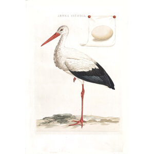 Heritage Prints Ooievaar by Cornelius Nozeman. Nederlandsche Vogelen or Dutch Birds Volume 2. Facsimile giclee print. Heritage Prints