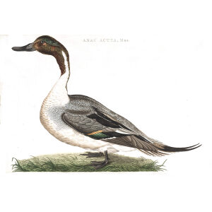 Zee-eend of Pijlstaart (mas) by Cornelius Nozeman. Nederlandsche Vogelen or Dutch Birds Volume 2. Facsimile giclee print. Heritage Prints