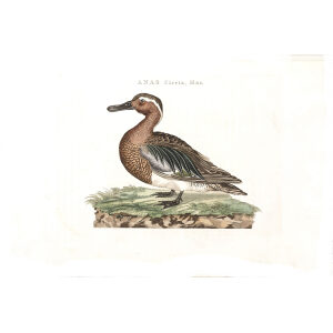 Zomertaling (mas) by Cornelius Nozeman. Nederlandsche Vogelen or Dutch Birds Volume 2. Facsimile giclee print. Heritage Prints