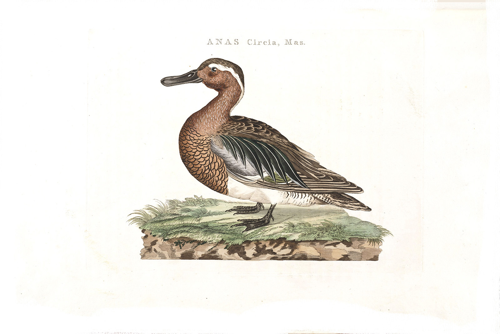 Zomertaling (mas) by Cornelius Nozeman. Nederlandsche Vogelen or Dutch Birds Volume 2. Facsimile giclee print. Heritage Prints