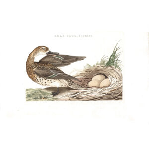 Zomertaling (fem) by Cornelius Nozeman. Nederlandsche Vogelen or Dutch Birds Volume 2. Facsimile giclee print. Heritage Prints