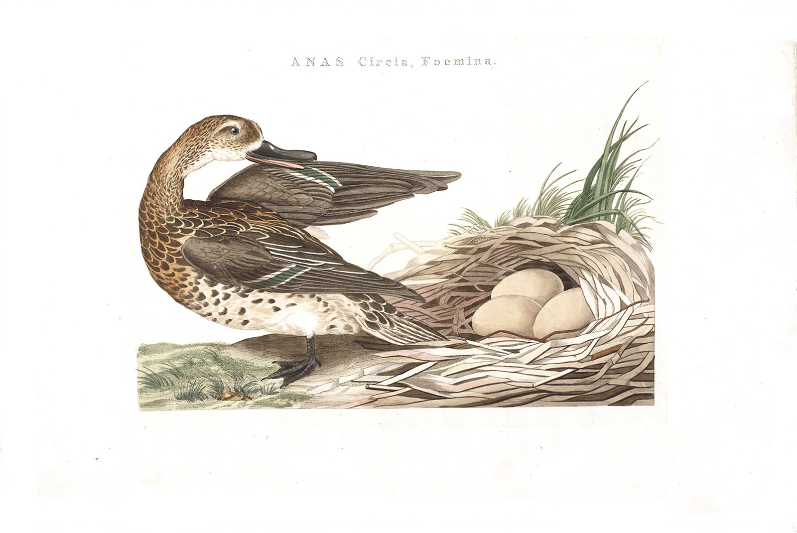 Zomertaling (fem) by Cornelius Nozeman. Nederlandsche Vogelen or Dutch Birds Volume 2. Facsimile giclee print. Heritage Prints